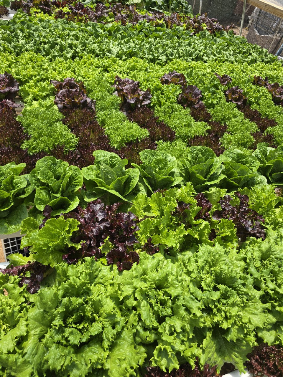 Grower Choice