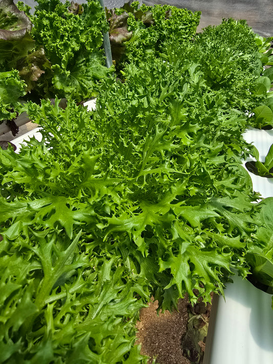 Sweet Green Crisp