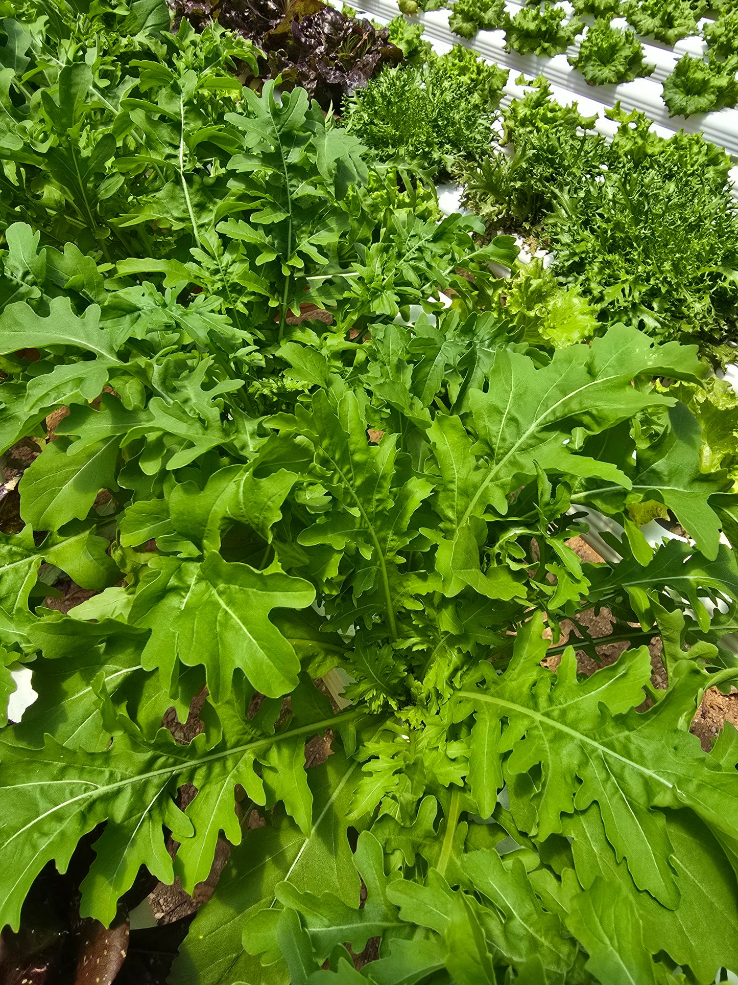 Arugula