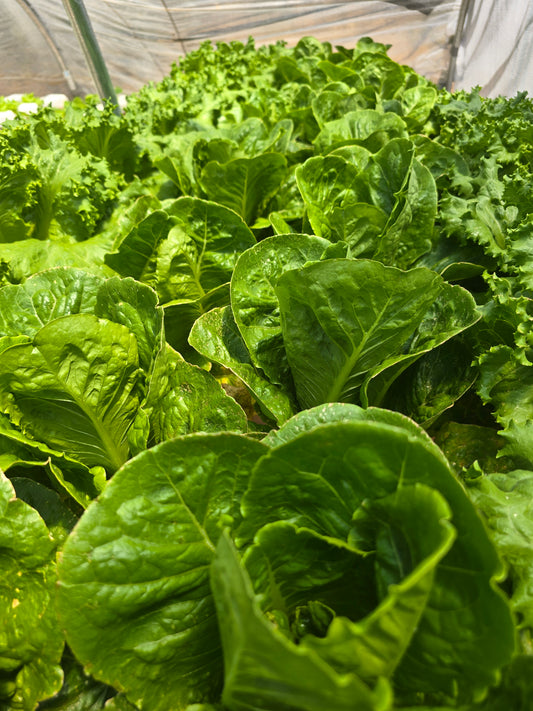 Romain Lettuce