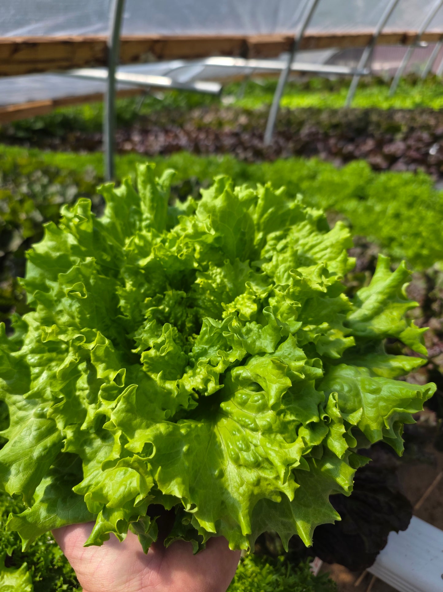 Muir Lettuce