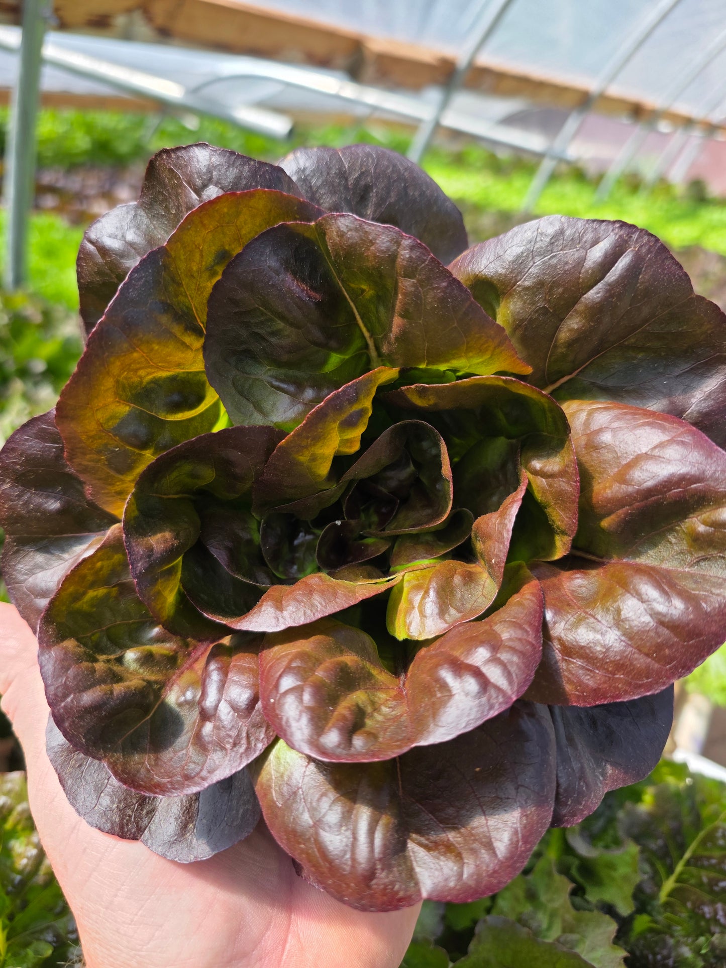 Red Butterhead