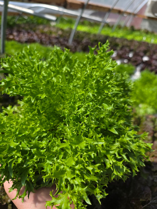Sweet Green Crisp