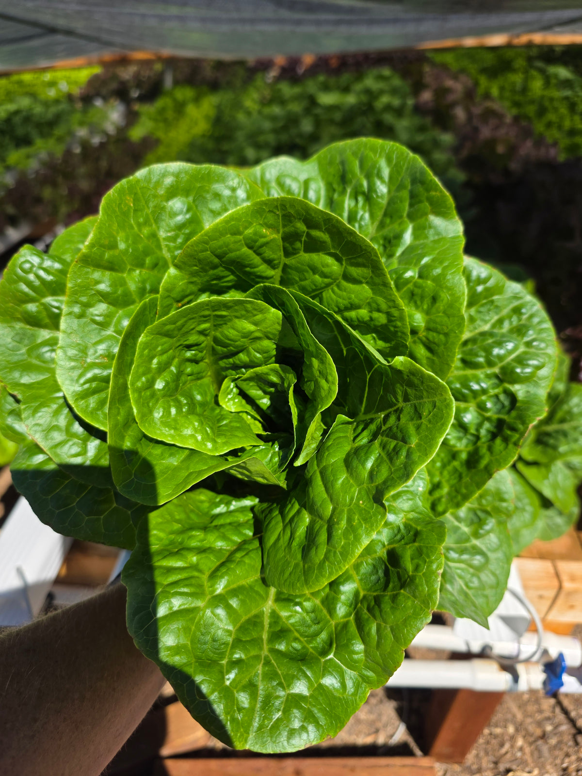 Romain Lettuce