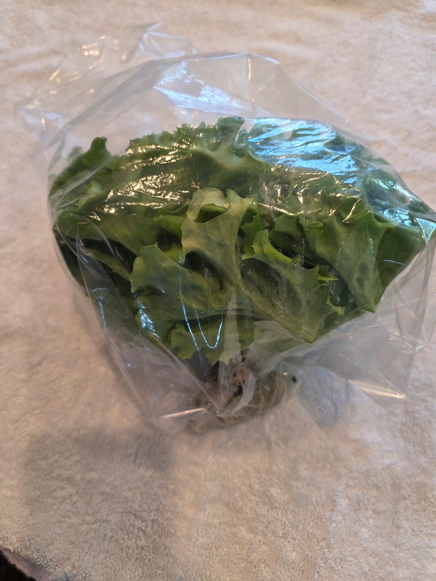 Muir Lettuce